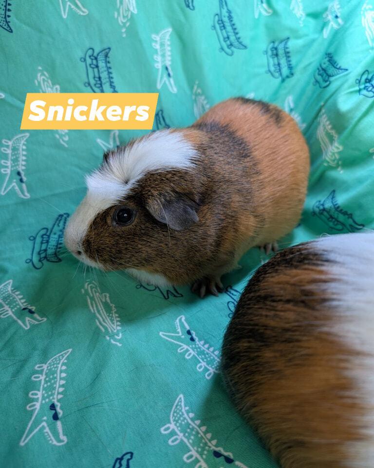Snickers Pig, a Adoptable Guinea Pig in Gainesville, FL image 4/6