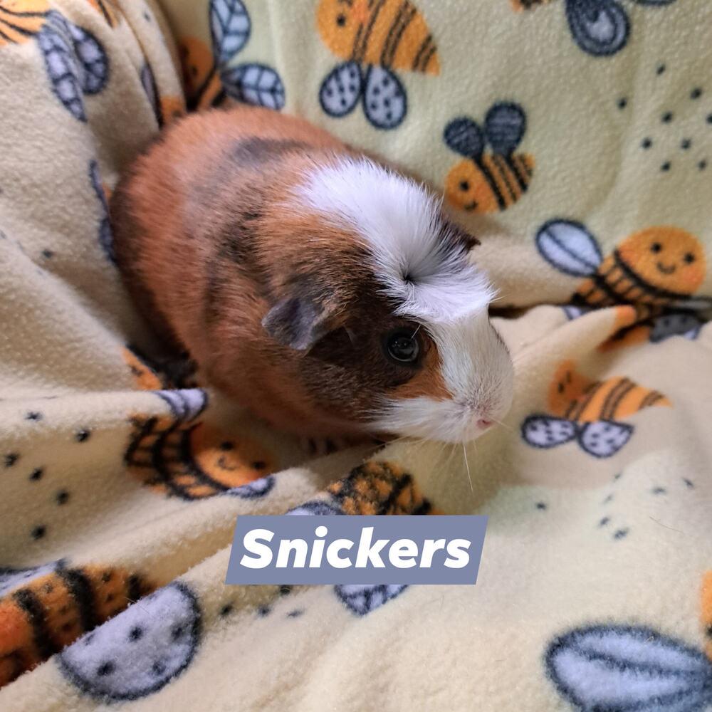 Snickers Pig, a Adoptable Guinea Pig in Gainesville, FL image 5/6