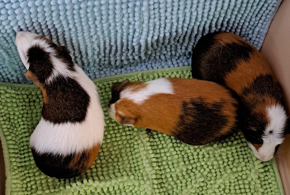 Enlarge Snickers Pig, a Adoptable Guinea Pig in Gainesville, FL image 5/6
