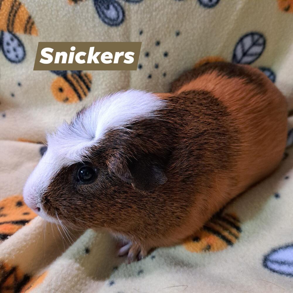 Snickers Pig, a Adoptable Guinea Pig in Gainesville, FL image 6/6