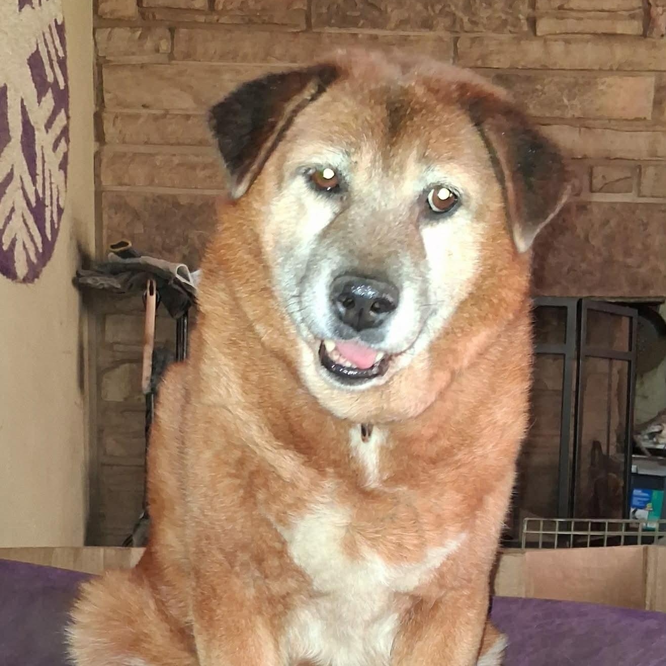 Enlarge Rachel, a ADOPTABLE mixed breed in North Jackson, OH image 3/5