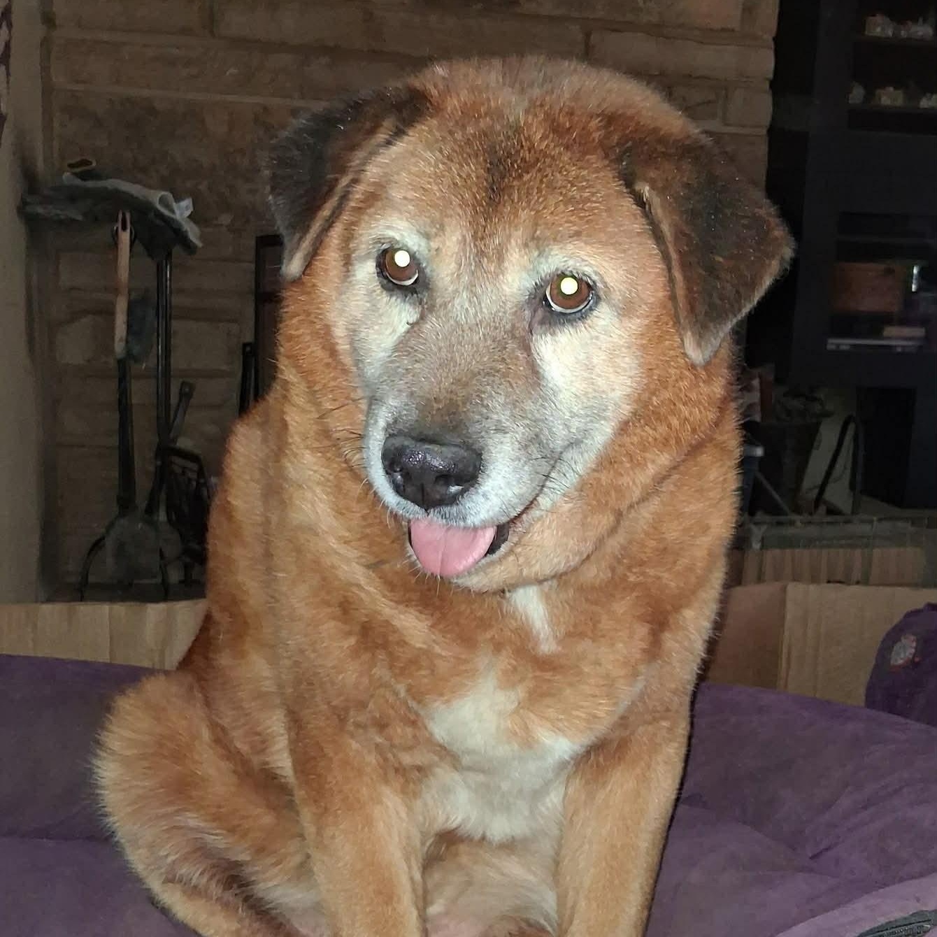 Enlarge Rachel, a ADOPTABLE mixed breed in North Jackson, OH image 4/5