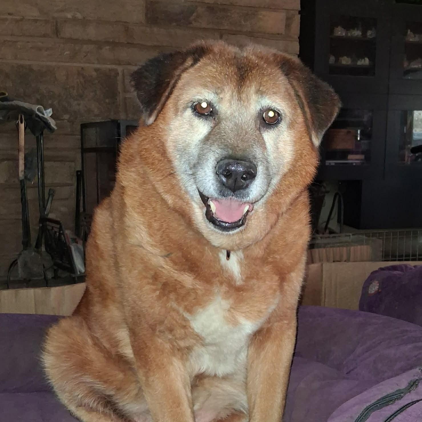 Rachel, ADOPTABLE, Senior Female Labrador Retriever & German Shepherd Dog.