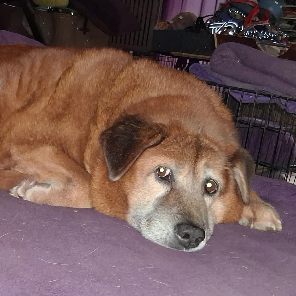 Enlarge Rachel, a ADOPTABLE mixed breed in North Jackson, OH image 5/5