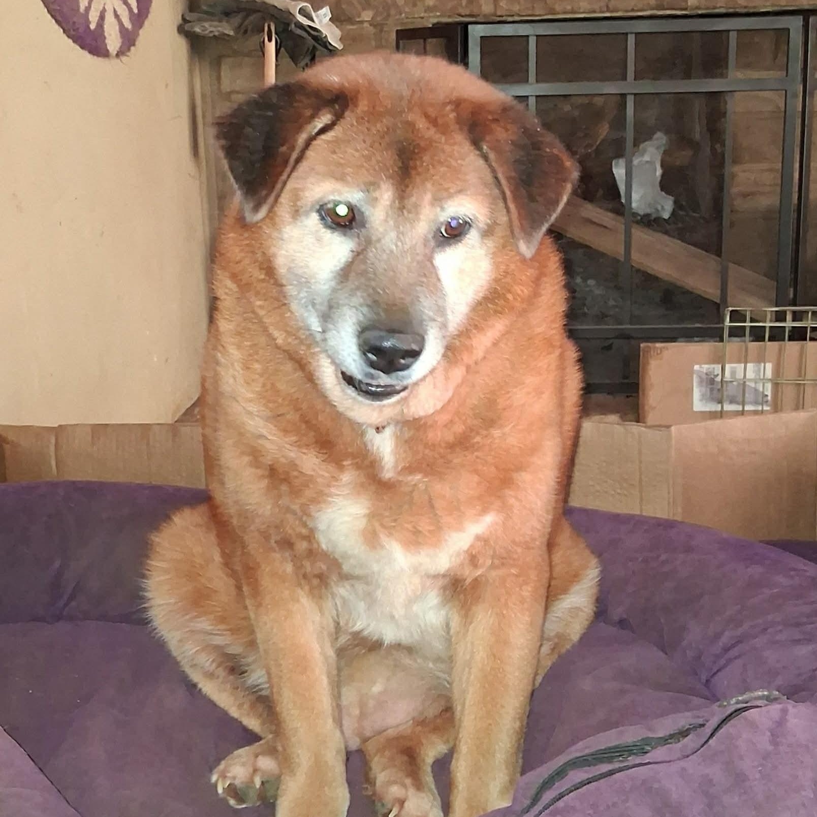 Enlarge Rachel, a ADOPTABLE mixed breed in North Jackson, OH image 2/5