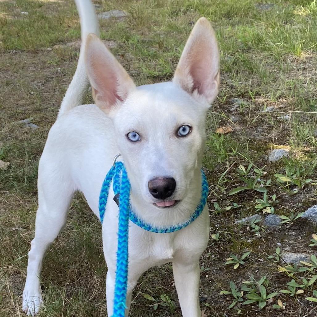 Jackie Frost, a Adoptable mixed breed in Bedford, NH image 1/6