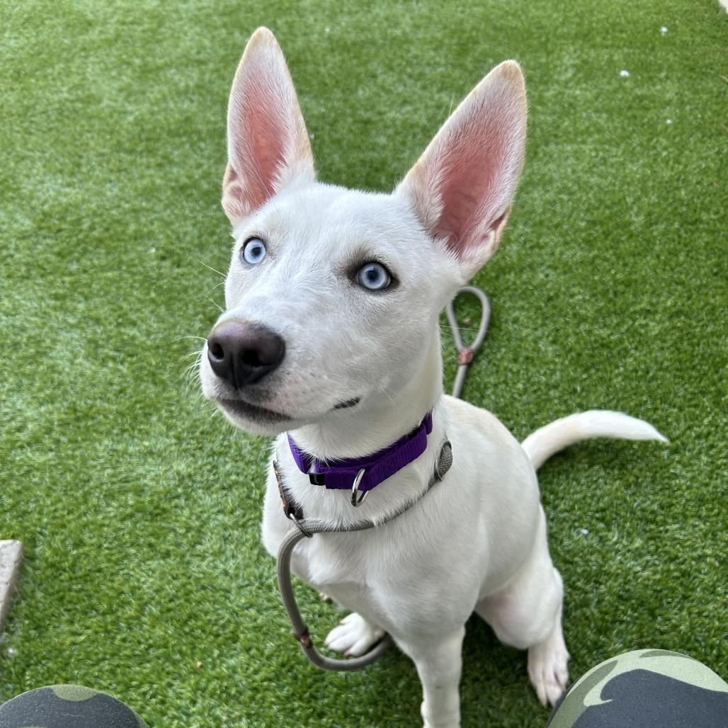 Jackie Frost, a Adoptable mixed breed in Bedford, NH image 2/6