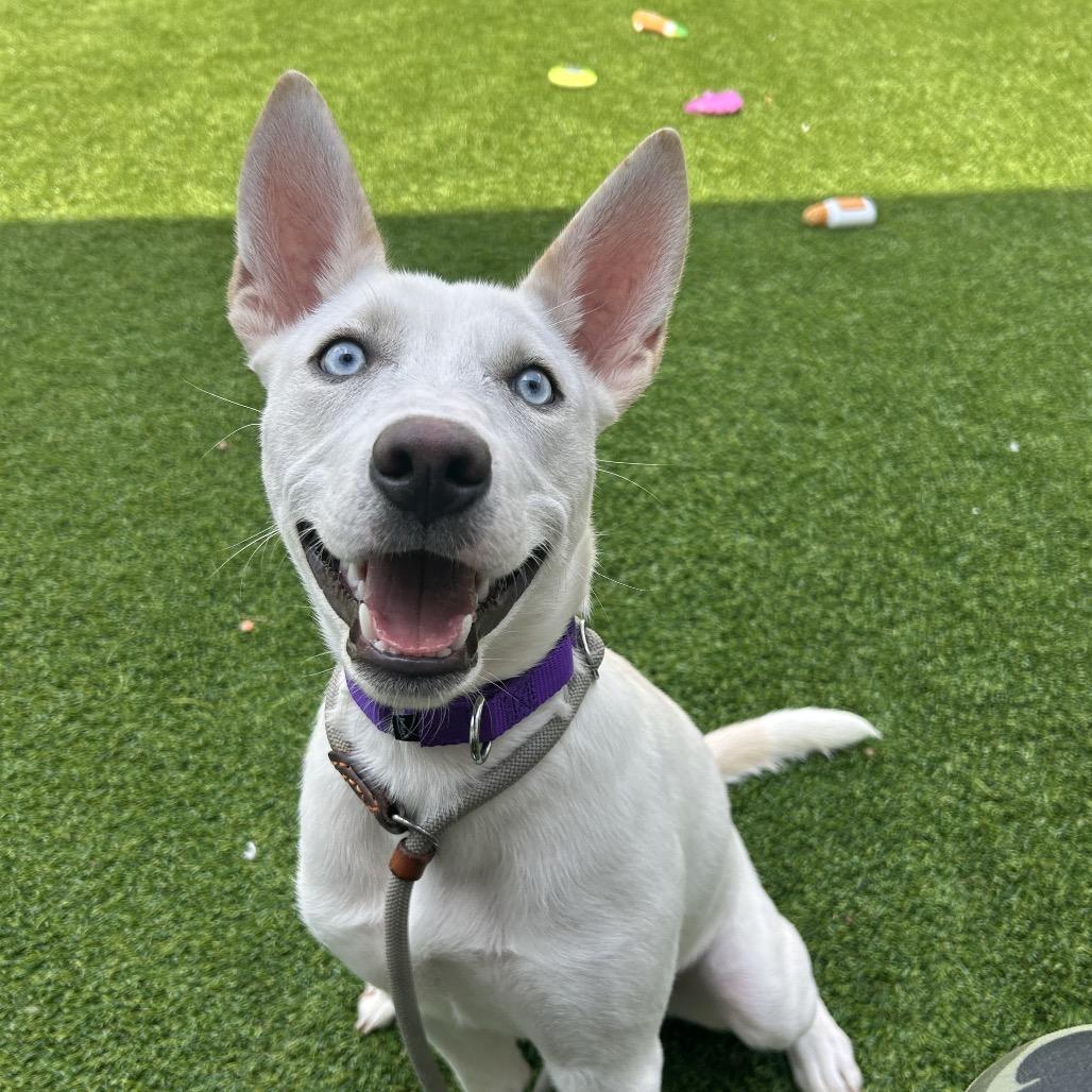 Jackie Frost, a Adoptable mixed breed in Bedford, NH image 3/6