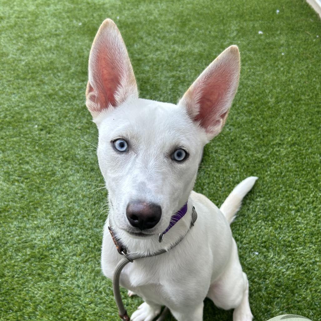 Jackie Frost, a Adoptable mixed breed in Bedford, NH image 4/6