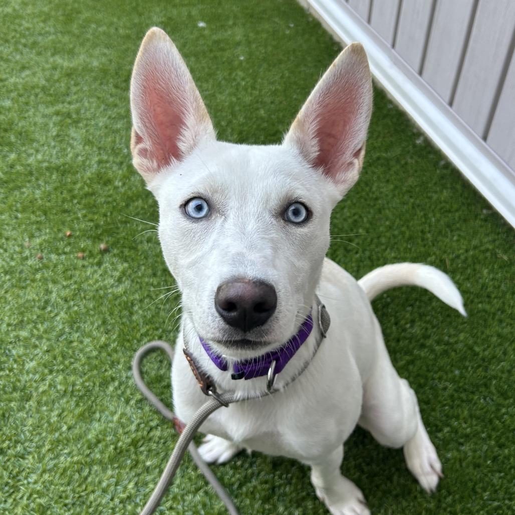 Jackie Frost, a Adoptable mixed breed in Bedford, NH image 5/6