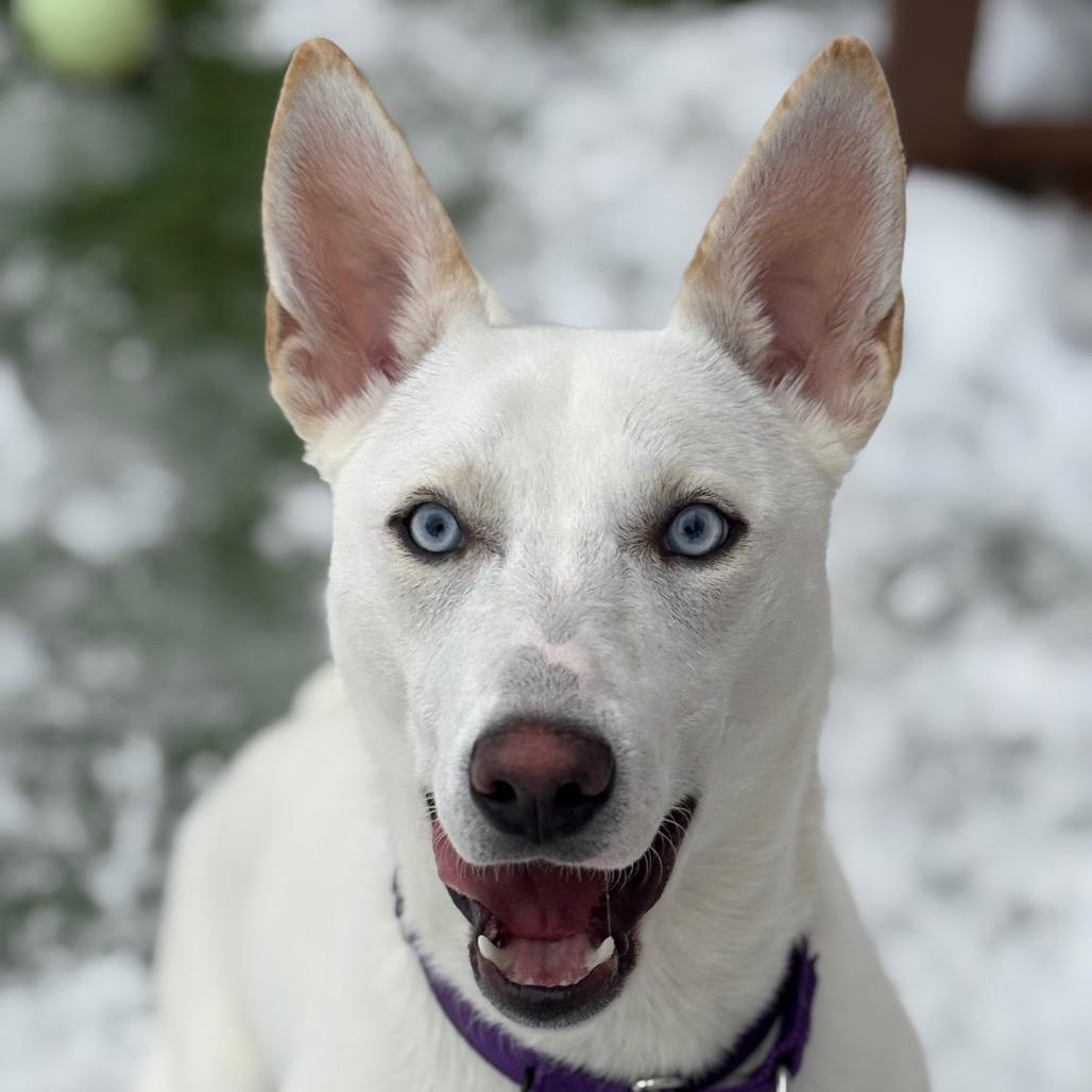 Jackie Frost, a Adoptable mixed breed in Bedford, NH image 6/6