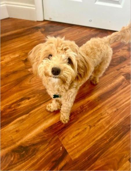 Nyla, adopted, Young Female Cavapoo.
