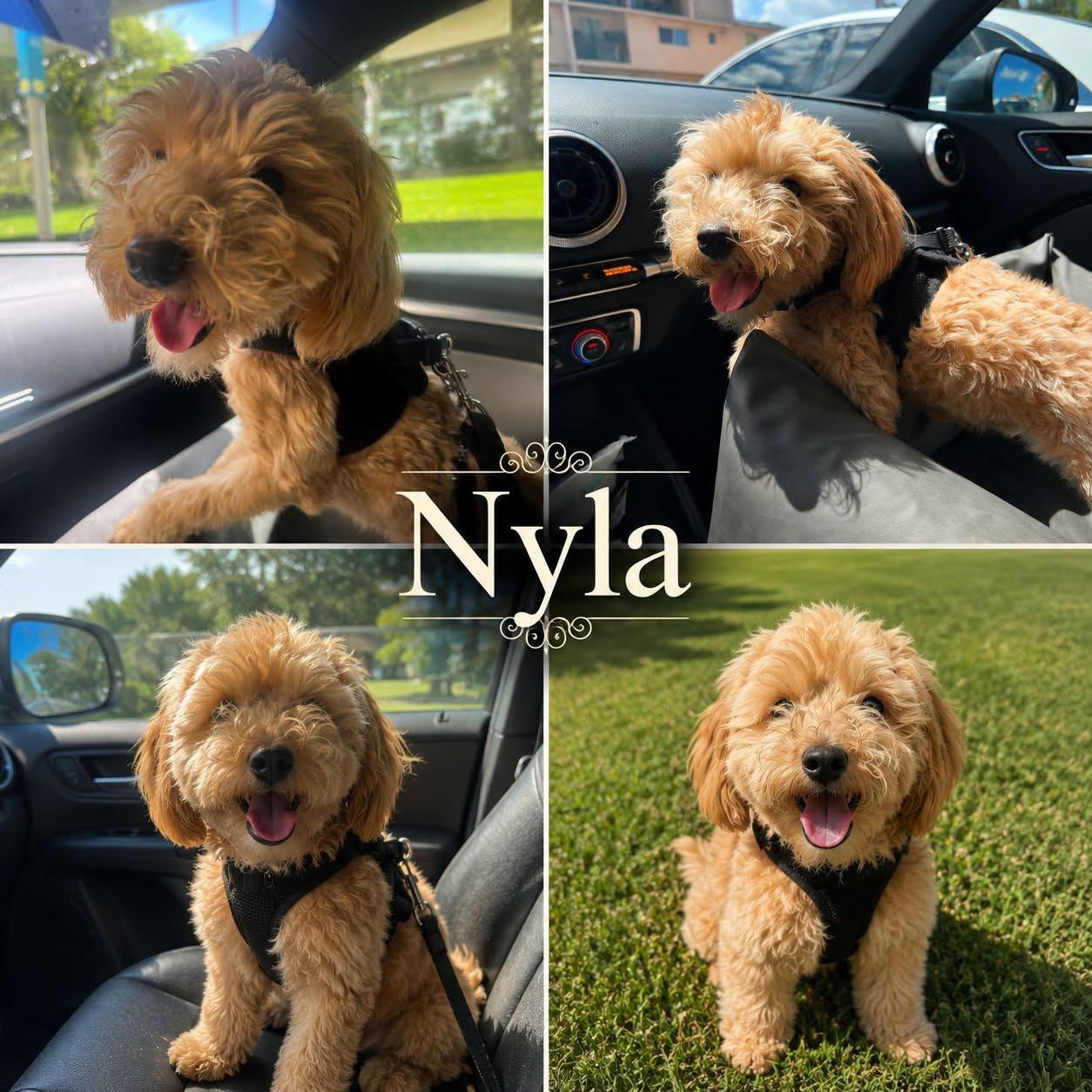 Nyla, an adopted Cavapoo in Miami, FL image 2/2