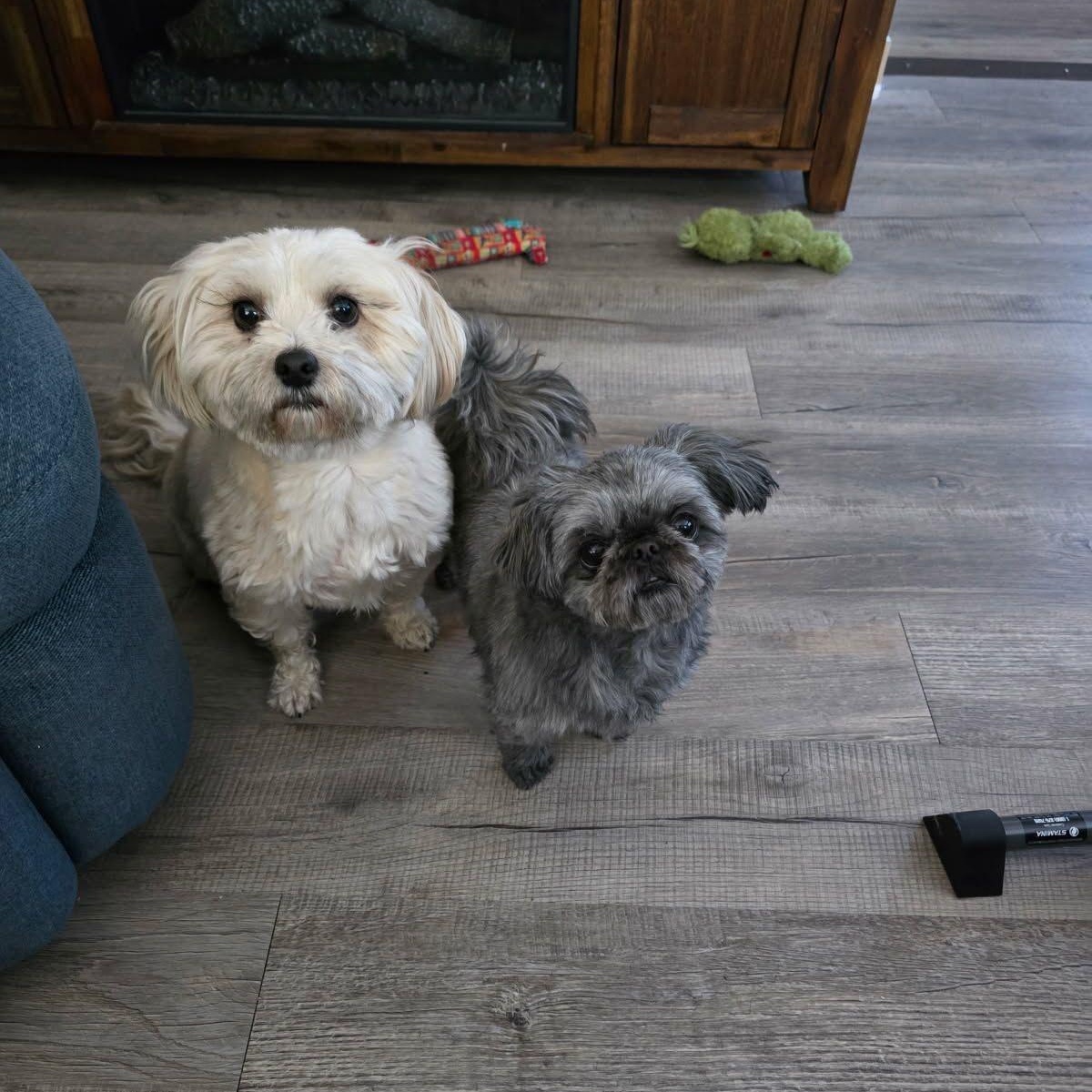 Enlarge Felix (part of a pair), an adopted mixed breed in Midland, MI image 1/1