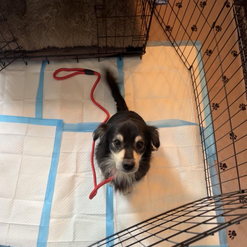 Bojo, Adoptable, Adult Male Chihuahua & Mixed Breed.