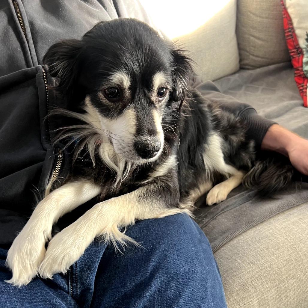 Enlarge Bojo, a Adoptable mixed breed in Ferndale, MI image 2/4