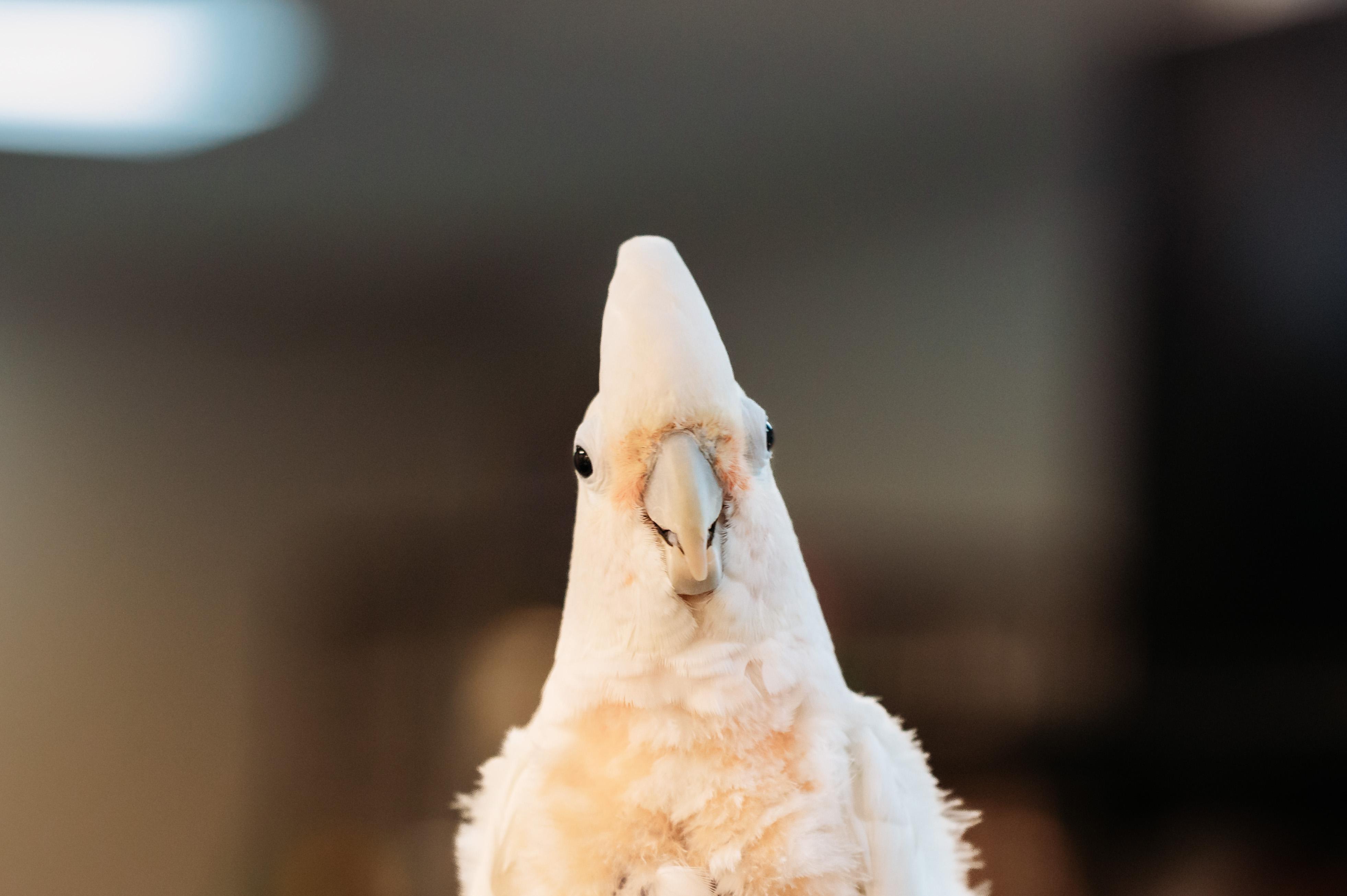 Sam