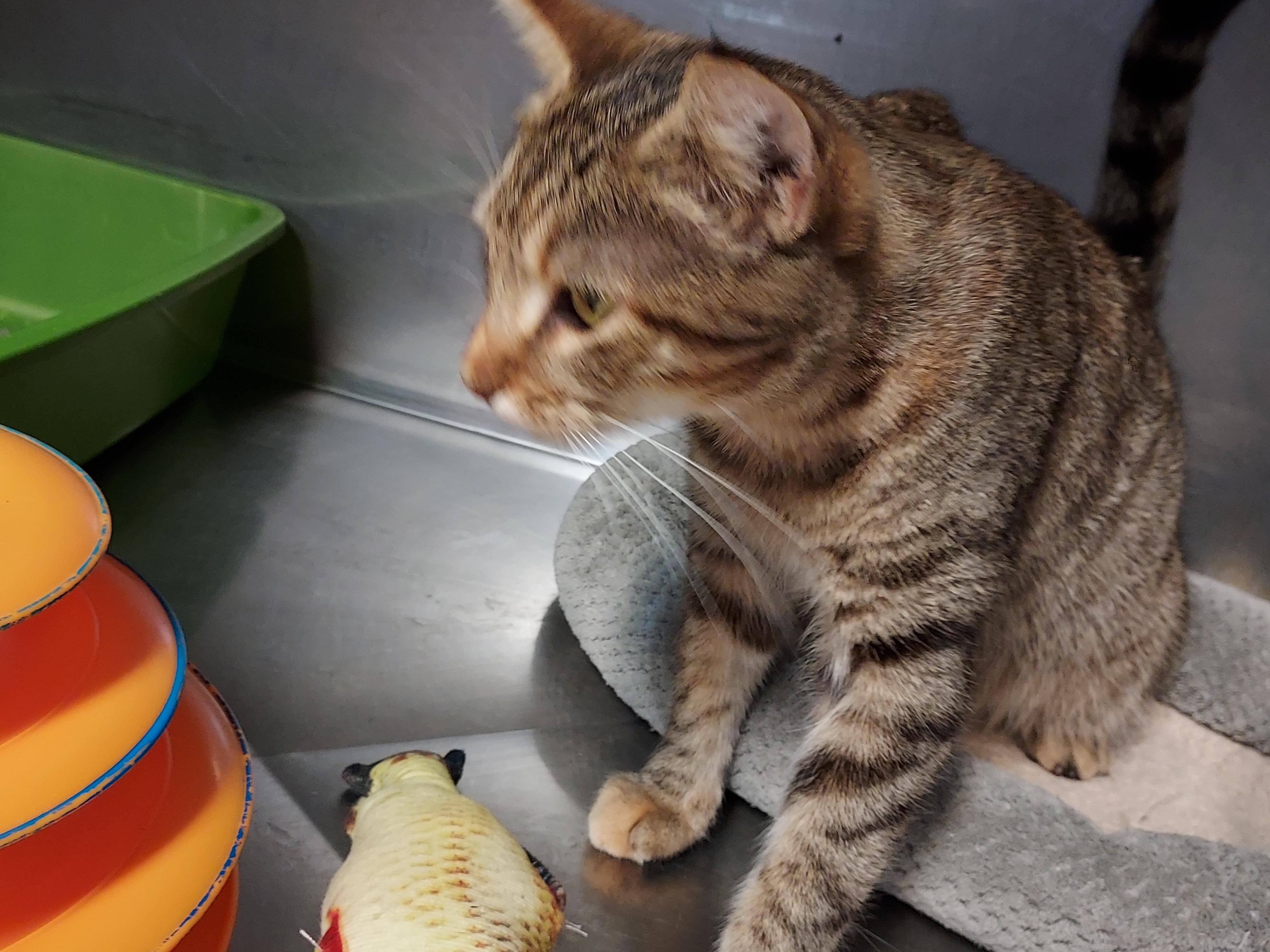 Eve, a Adoptable Domestic Short Hair in Ellicott City, MD image 2/2