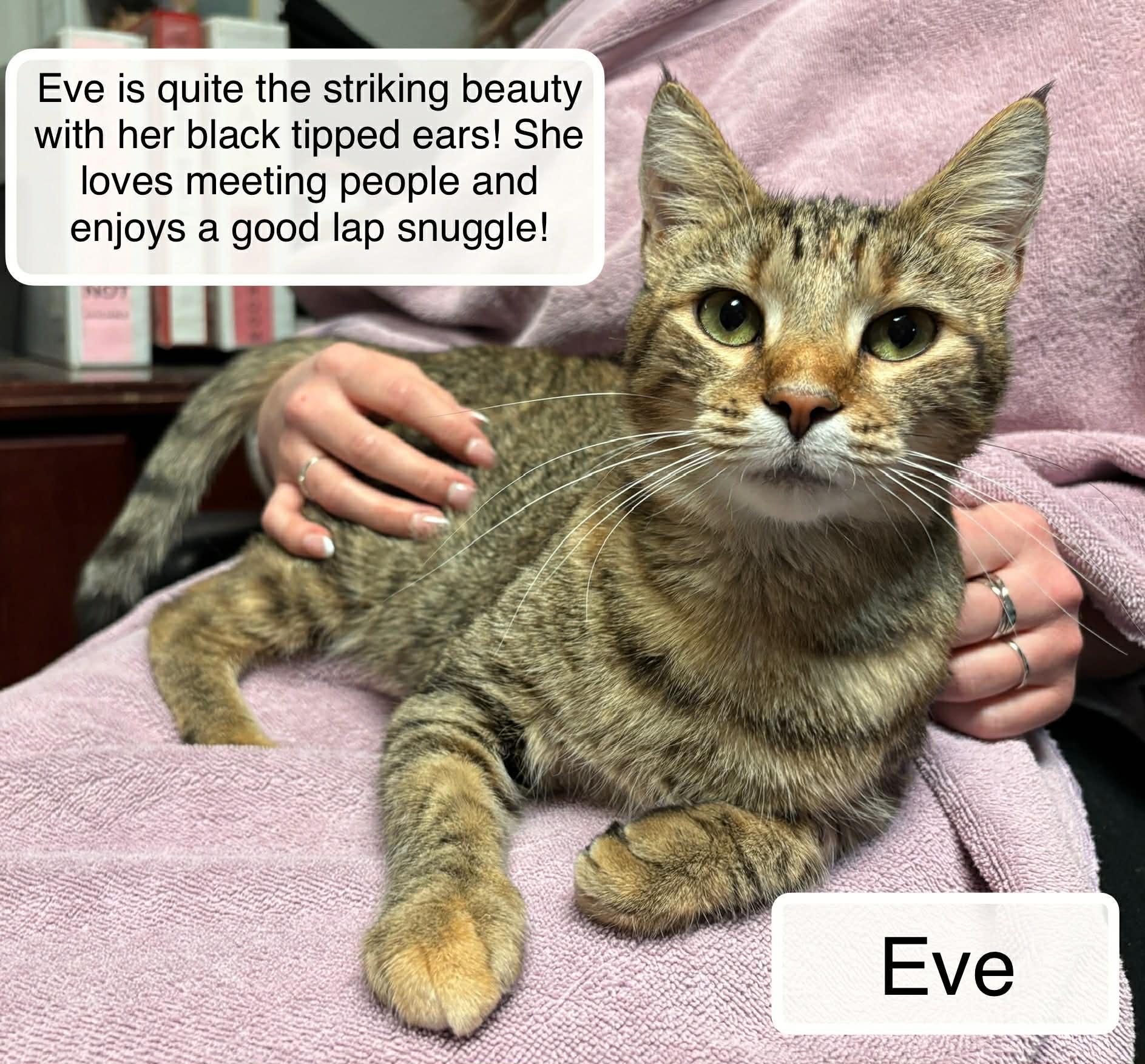Eve, a Adoptable Domestic Short Hair in Ellicott City, MD image 1/2
