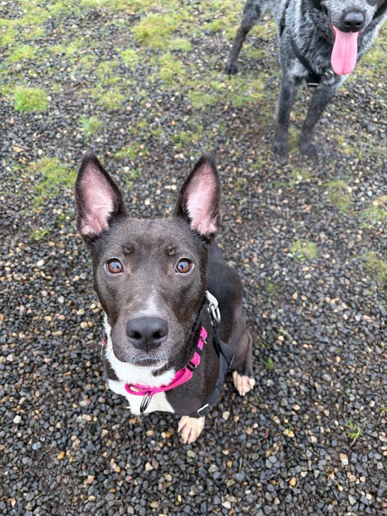 Ezma, Adoptable, Young Female Pit Bull Terrier.