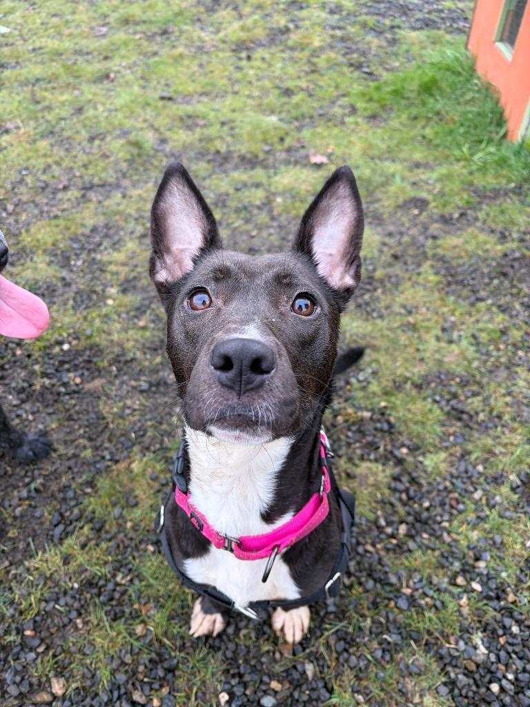 Enlarge Ezma, a Adoptable mixed breed in St. Helens, OR image 4/6