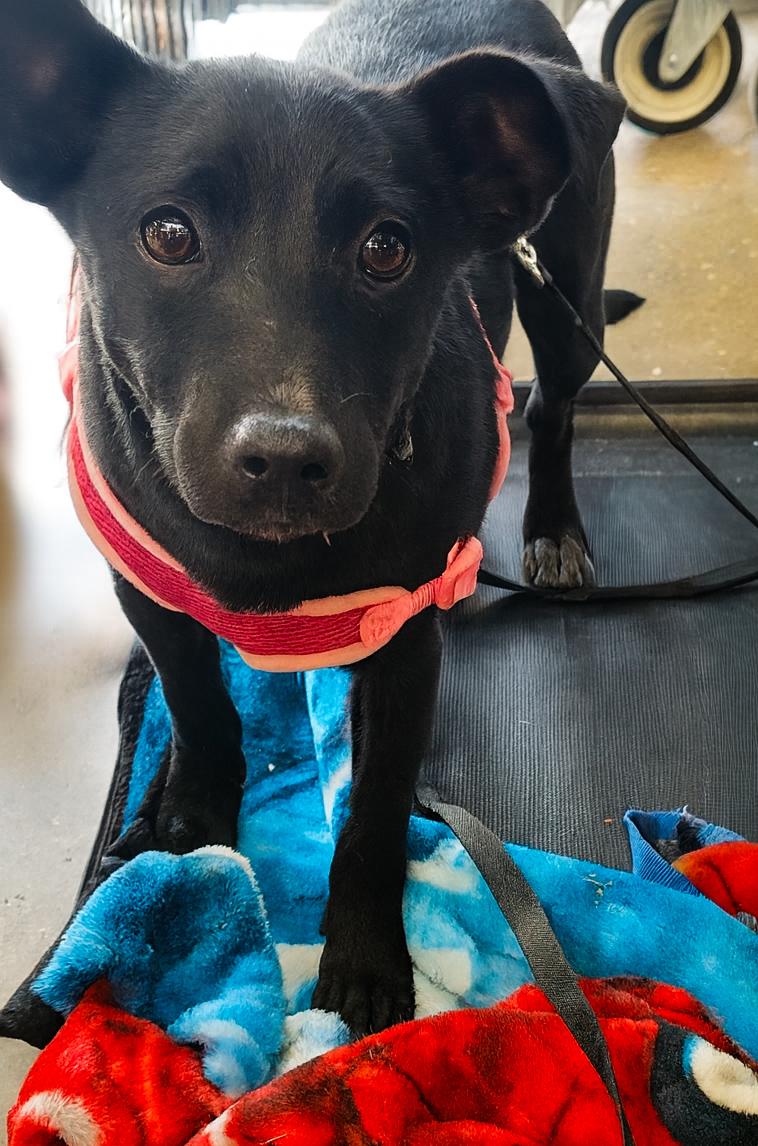 Nix, a ADOPTABLE mixed breed in Melbourne, AR image 1/2