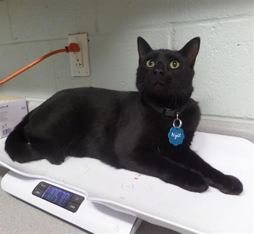 Enlarge NIGHT, a Adoptable Domestic Short Hair in Augusta, GA image 1/1
