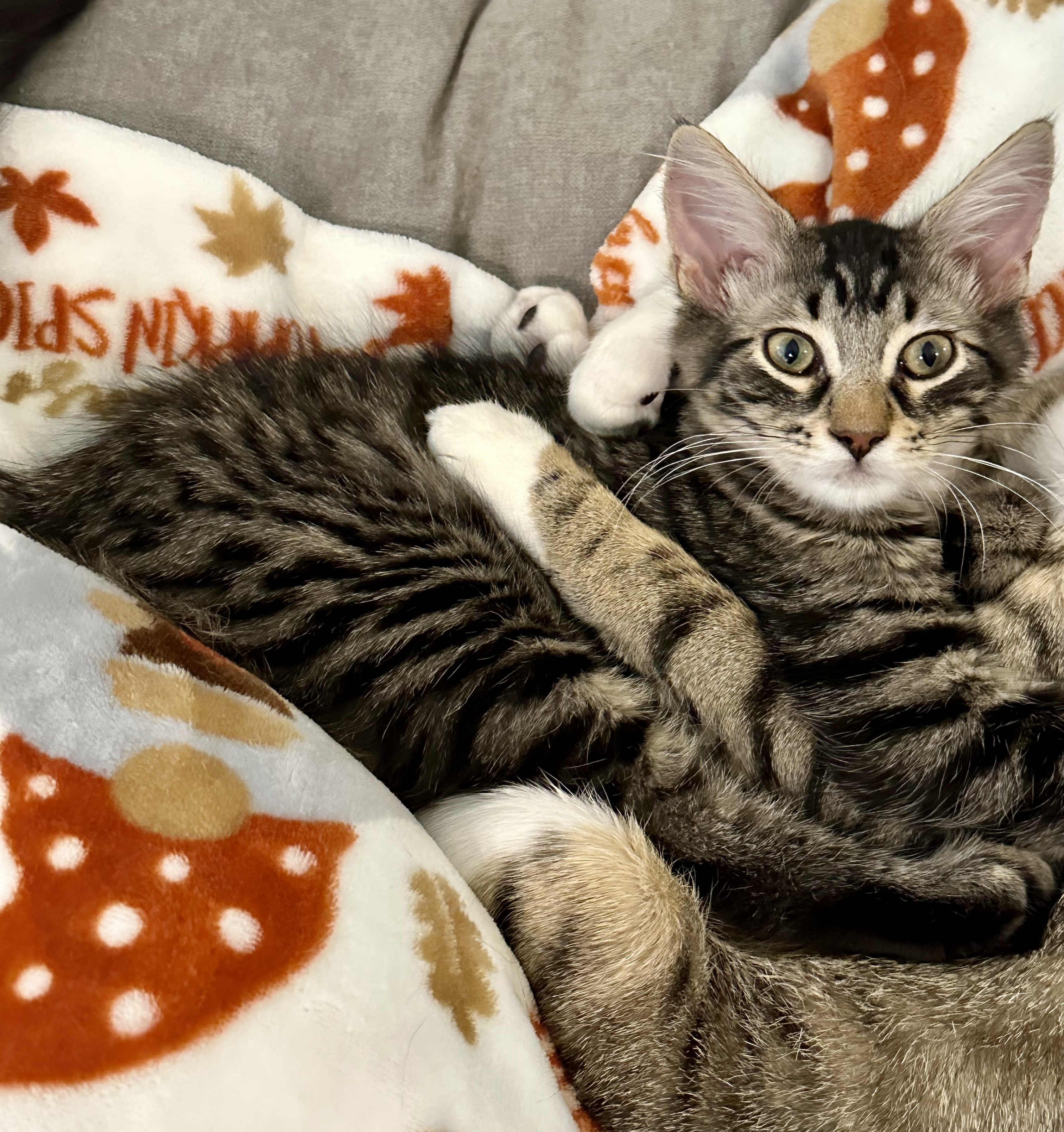 Enlarge Oliver - Kuykendahl Petsmart, a Adoptable Domestic Short Hair in Spring, TX image 1/1