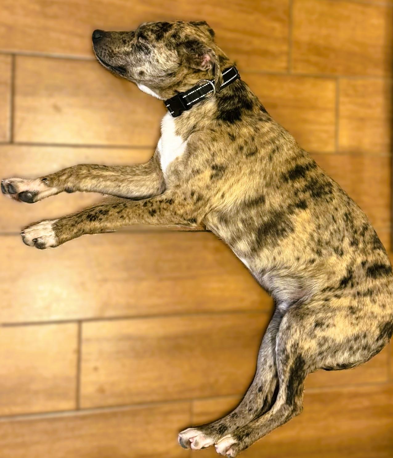 Enlarge Percy, a ADOPTABLE mixed breed in tracy, CA image 3/3