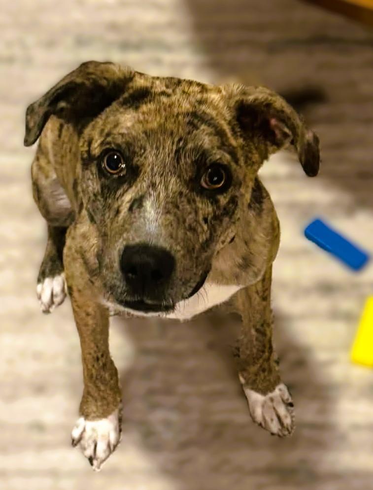 Enlarge Percy, a ADOPTABLE mixed breed in tracy, CA image 2/3