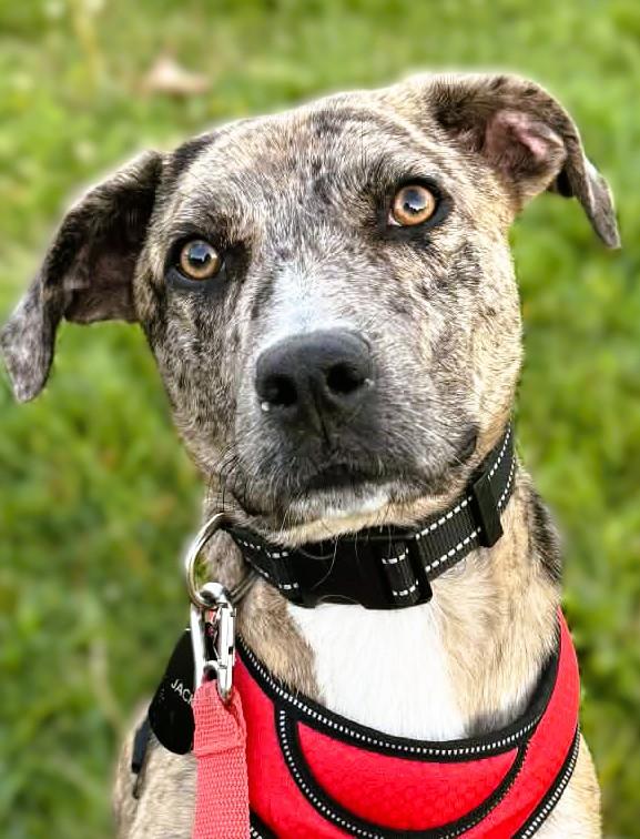 Percy, ADOPTABLE, Young Male Catahoula Leopard Dog & Mountain Cur.