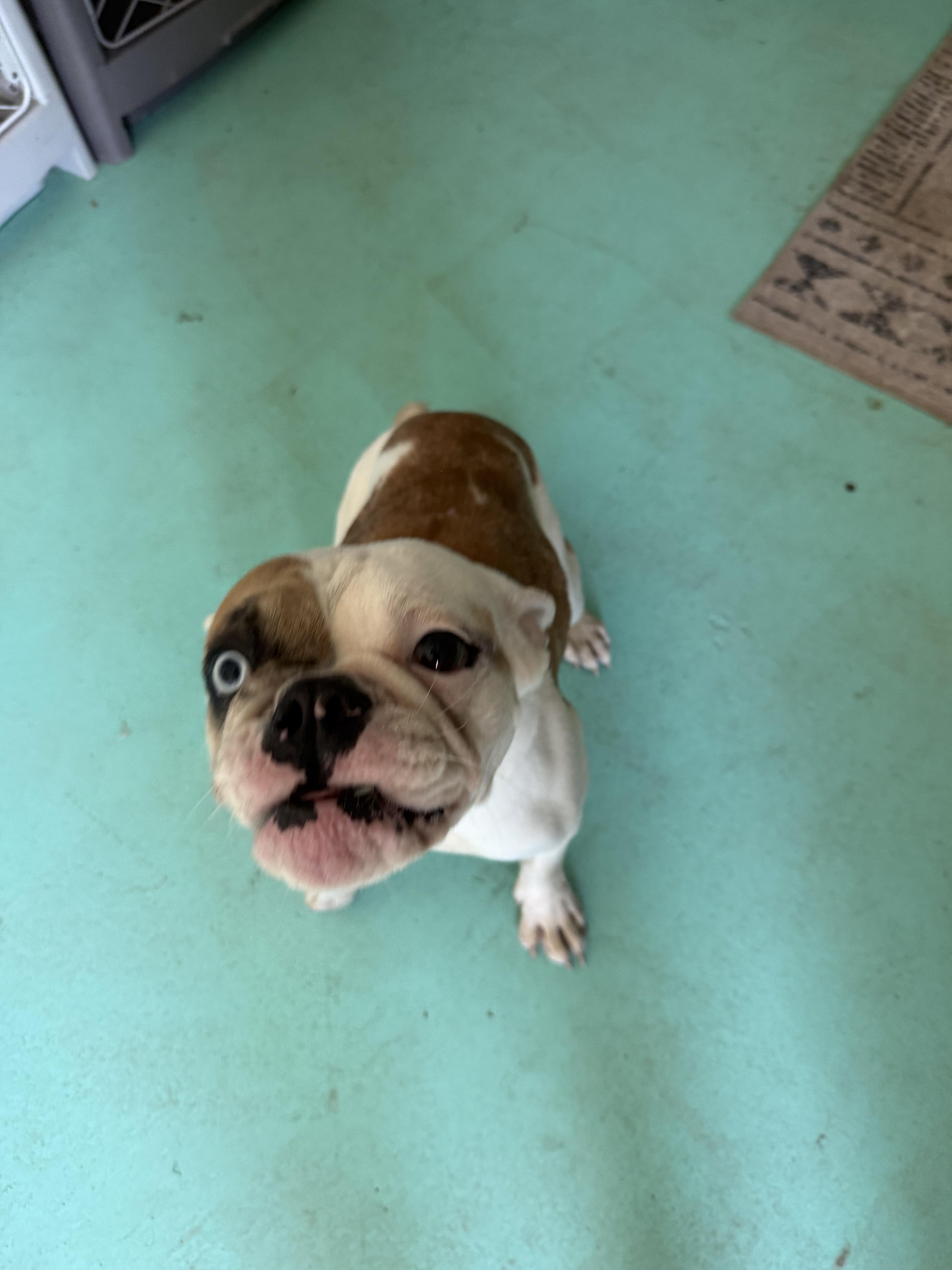Koshi, Adoptable, Young Female English Bulldog.