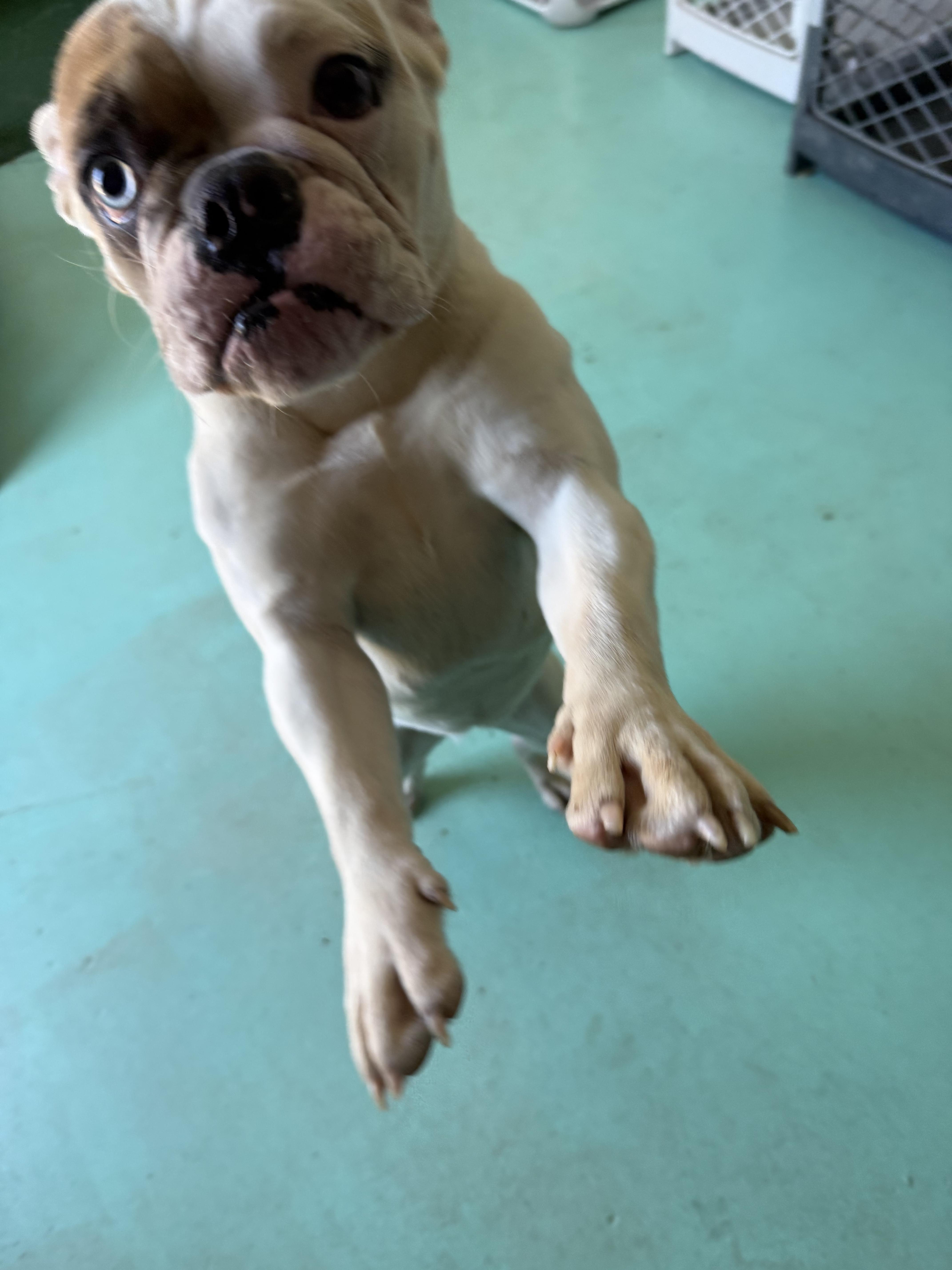 Koshi, a Adoptable English Bulldog in Mesa, AZ image 2/6