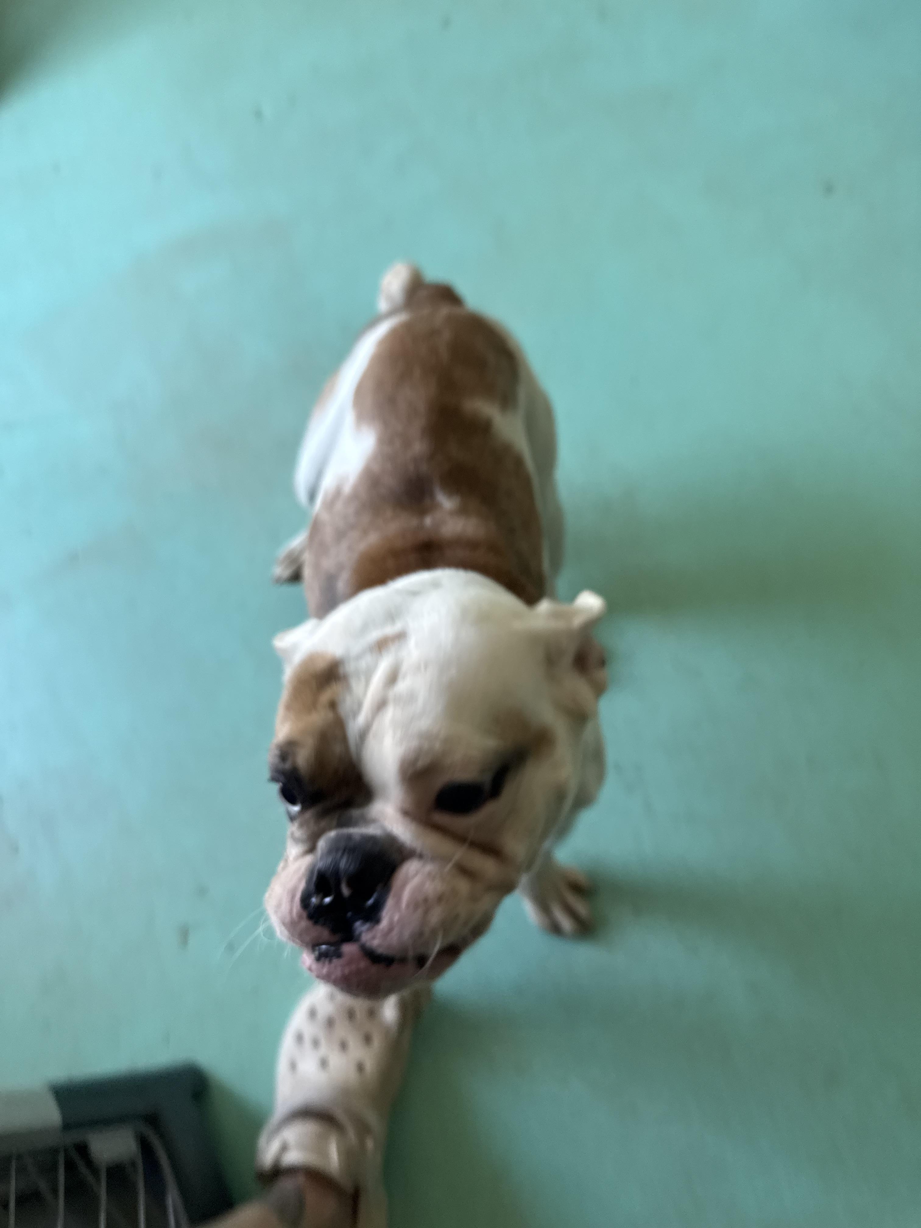 Koshi, a Adoptable English Bulldog in Mesa, AZ image 3/6