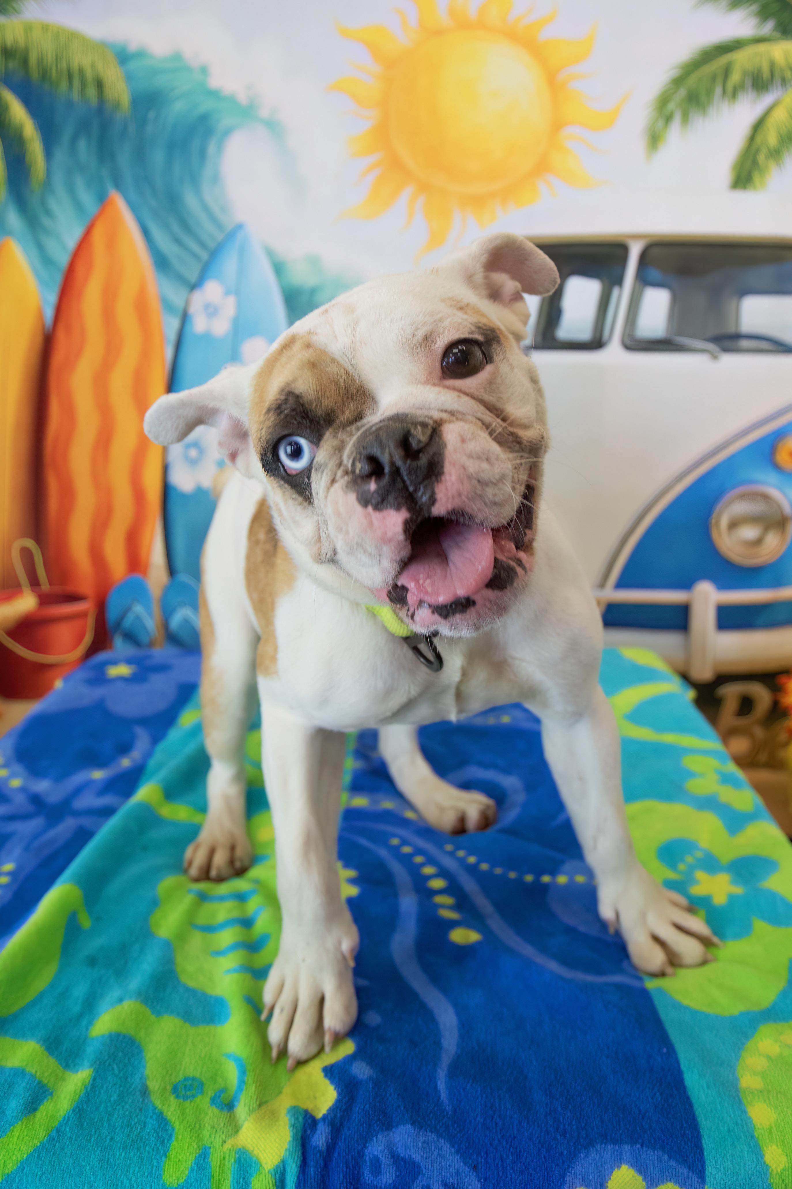 Koshi, a Adoptable English Bulldog in Mesa, AZ image 4/6
