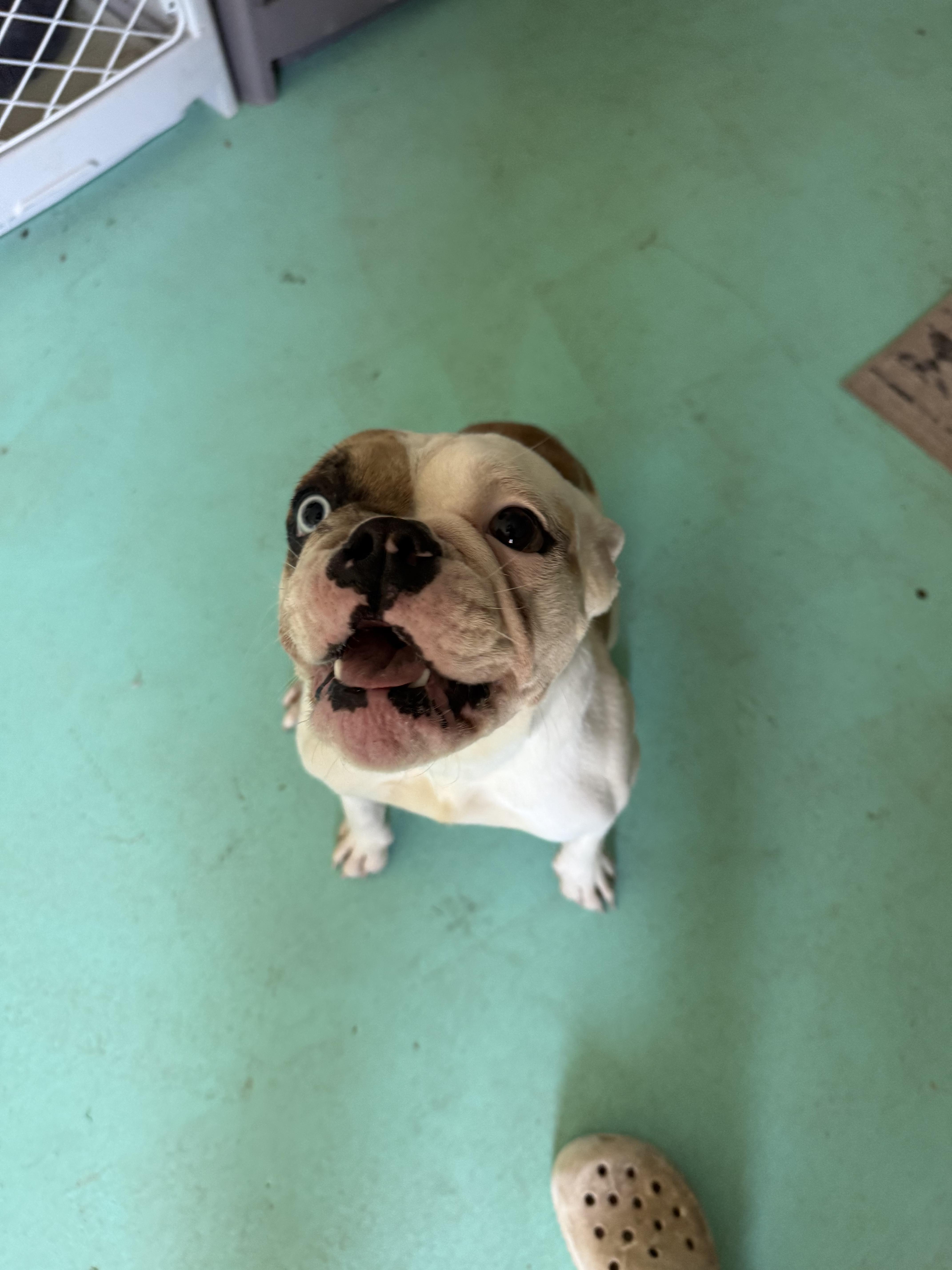 Koshi, a Adoptable English Bulldog in Mesa, AZ image 5/6