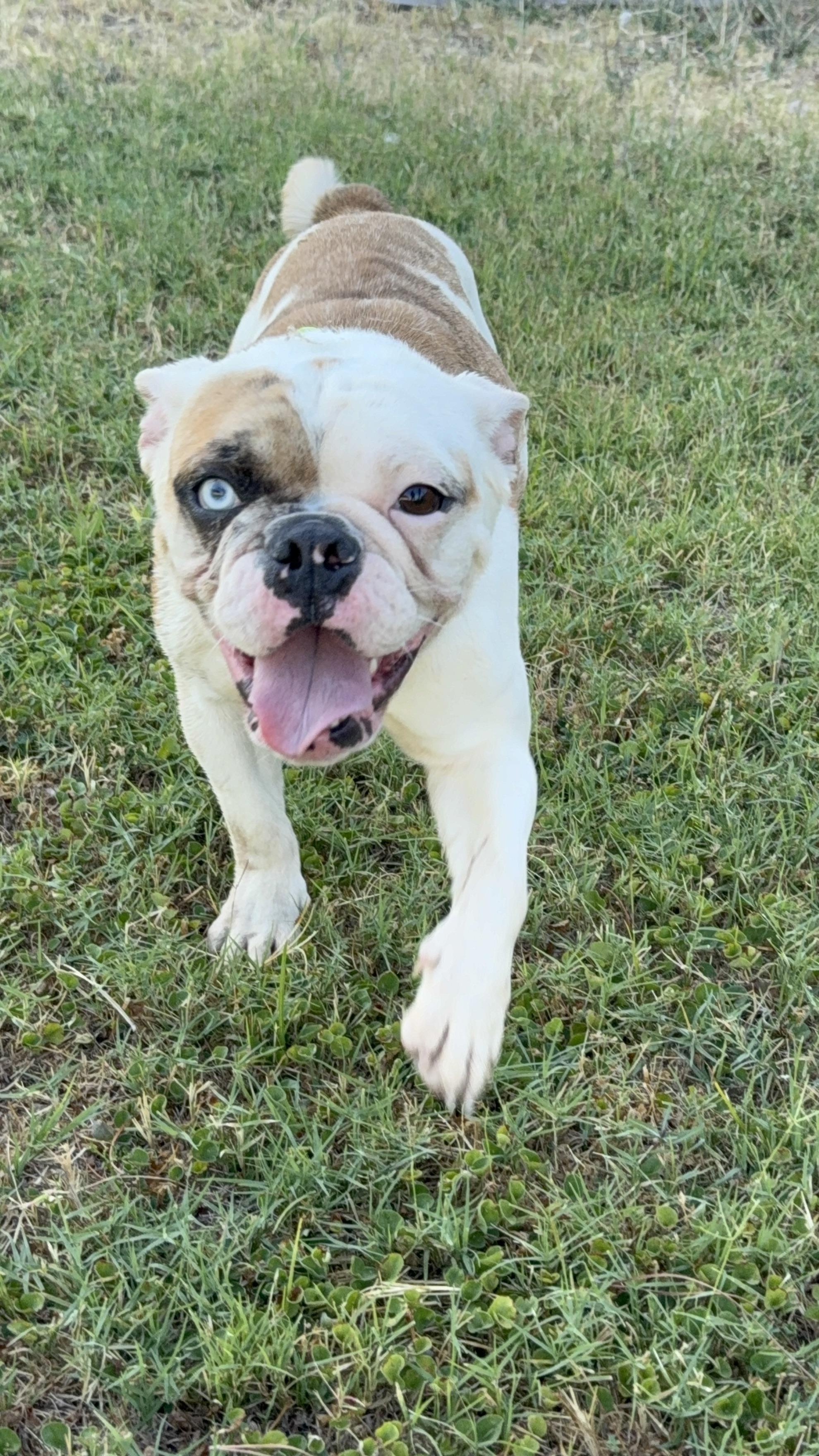 Koshi, a Adoptable English Bulldog in Mesa, AZ image 6/6