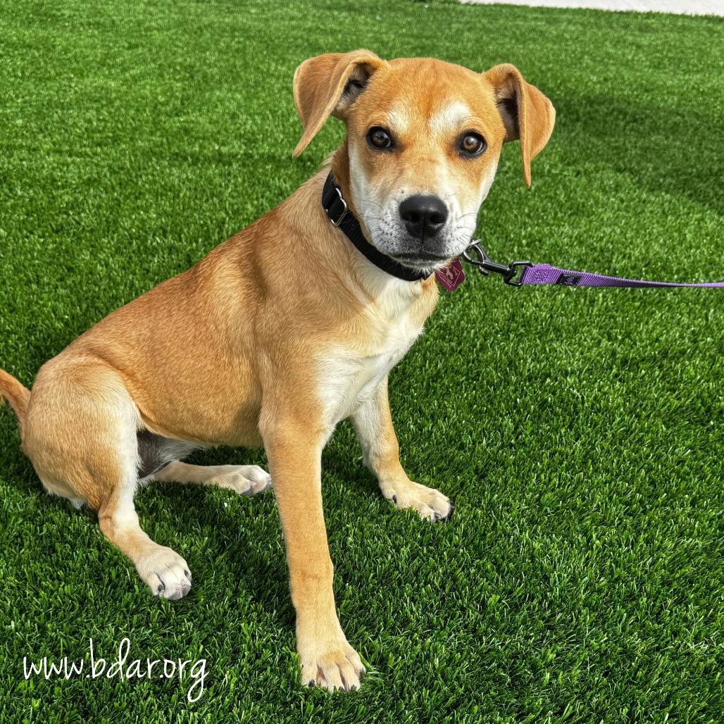 Enlarge Mandi, a Adoptable Mixed Breed in Cheyenne, WY image 1/2