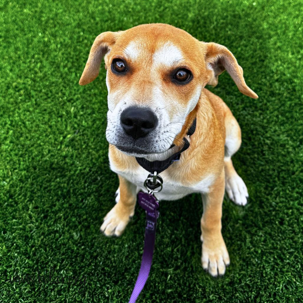 Enlarge Mandi, a Adoptable Mixed Breed in Cheyenne, WY image 2/2