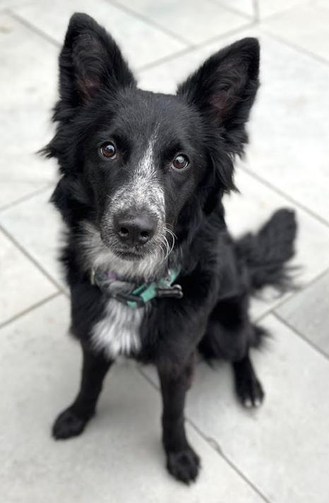 Pepper in RI, Adoptable, Young Female Border Collie.