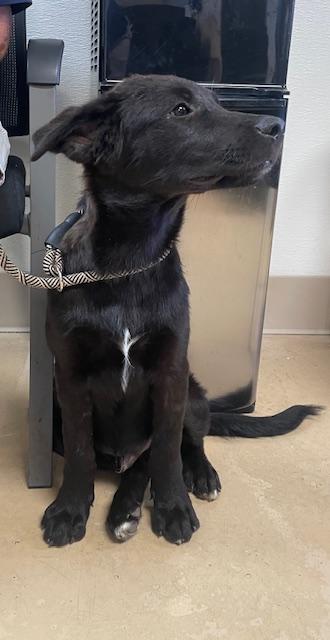 B B, Adoptable, Young Male Retriever & Mixed Breed.