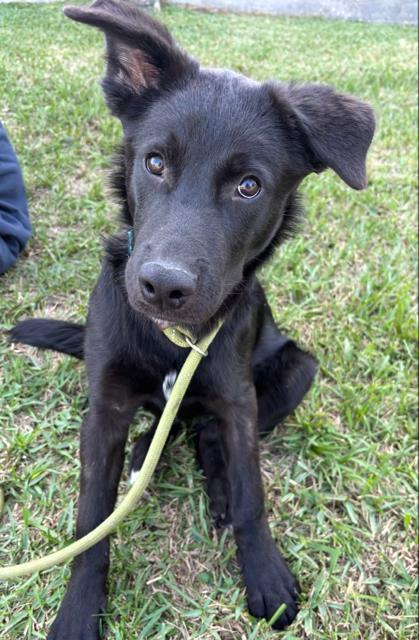 Enlarge B B, a Adoptable mixed breed in Violet, LA image 2/3