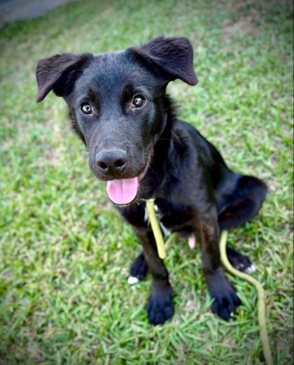 Enlarge B B, a Adoptable mixed breed in Violet, LA image 3/3