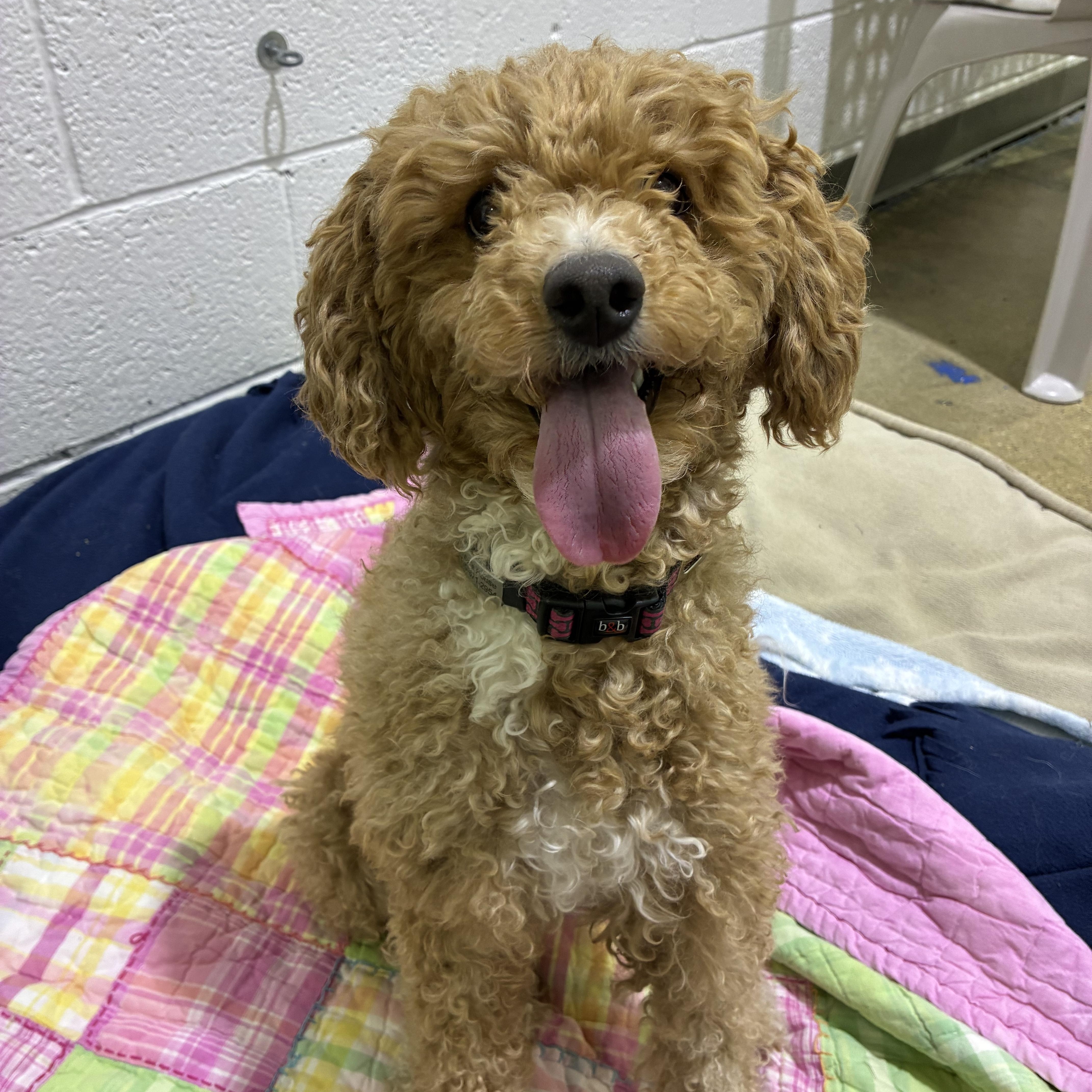 Enlarge Leia ***Adoption pending. Wish me luck!!!***, an adopted mixed breed in Edgewood, MD image 4/4