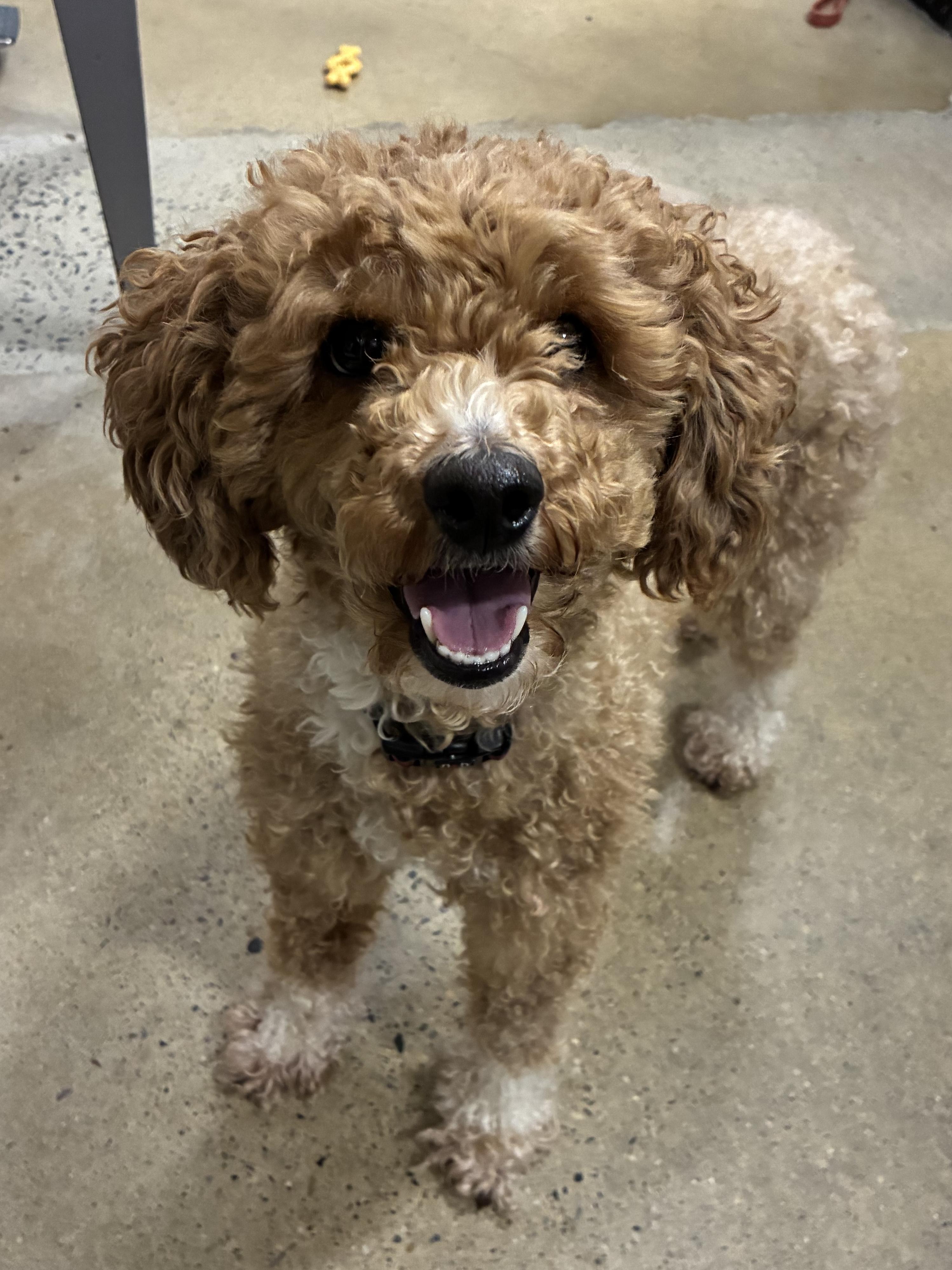 Leia ***Adoption pending. Wish me luck!!!***, adopted, Adult Female Poodle.