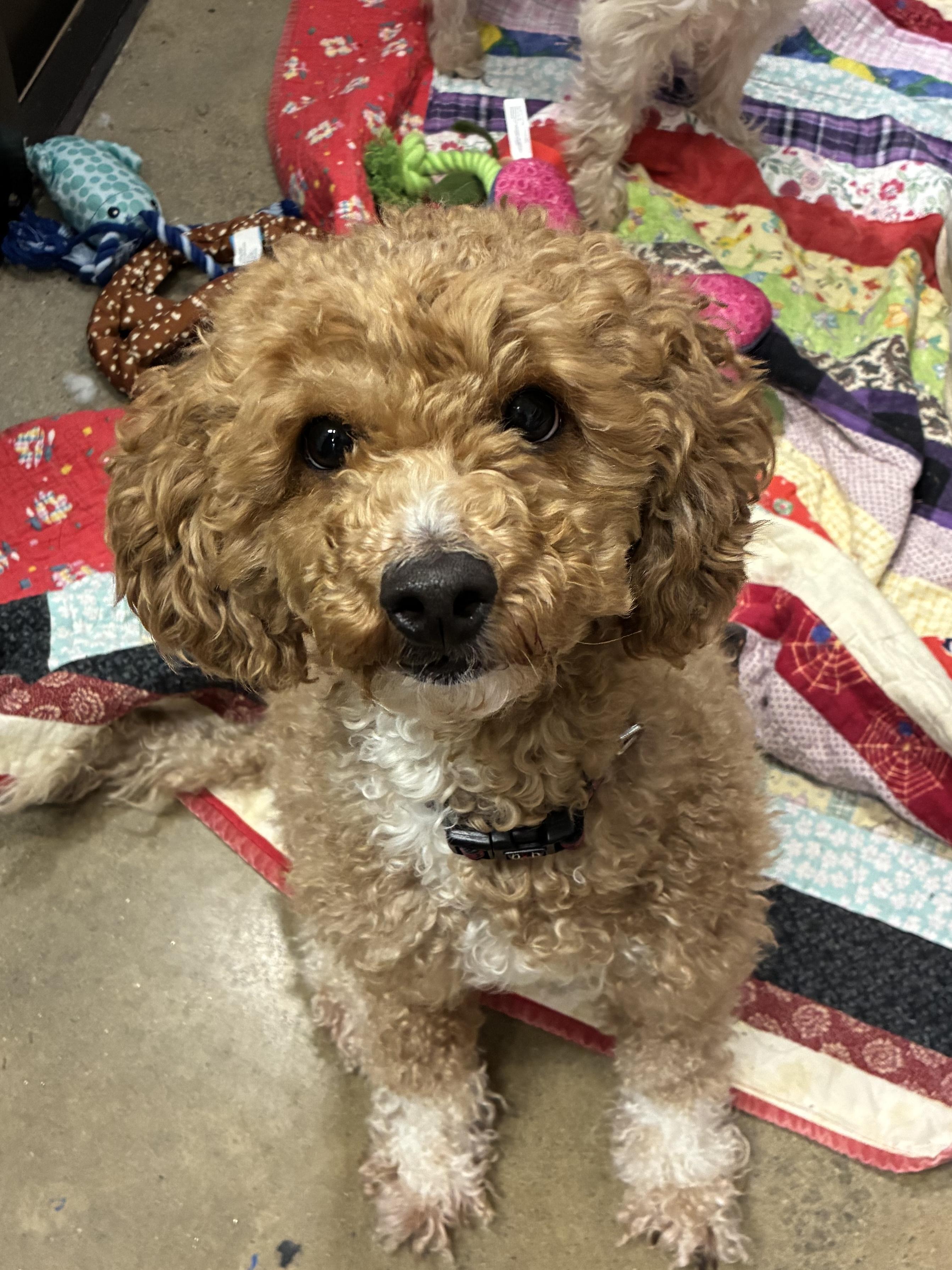 Enlarge Leia ***Adoption pending. Wish me luck!!!***, an adopted mixed breed in Edgewood, MD image 2/4