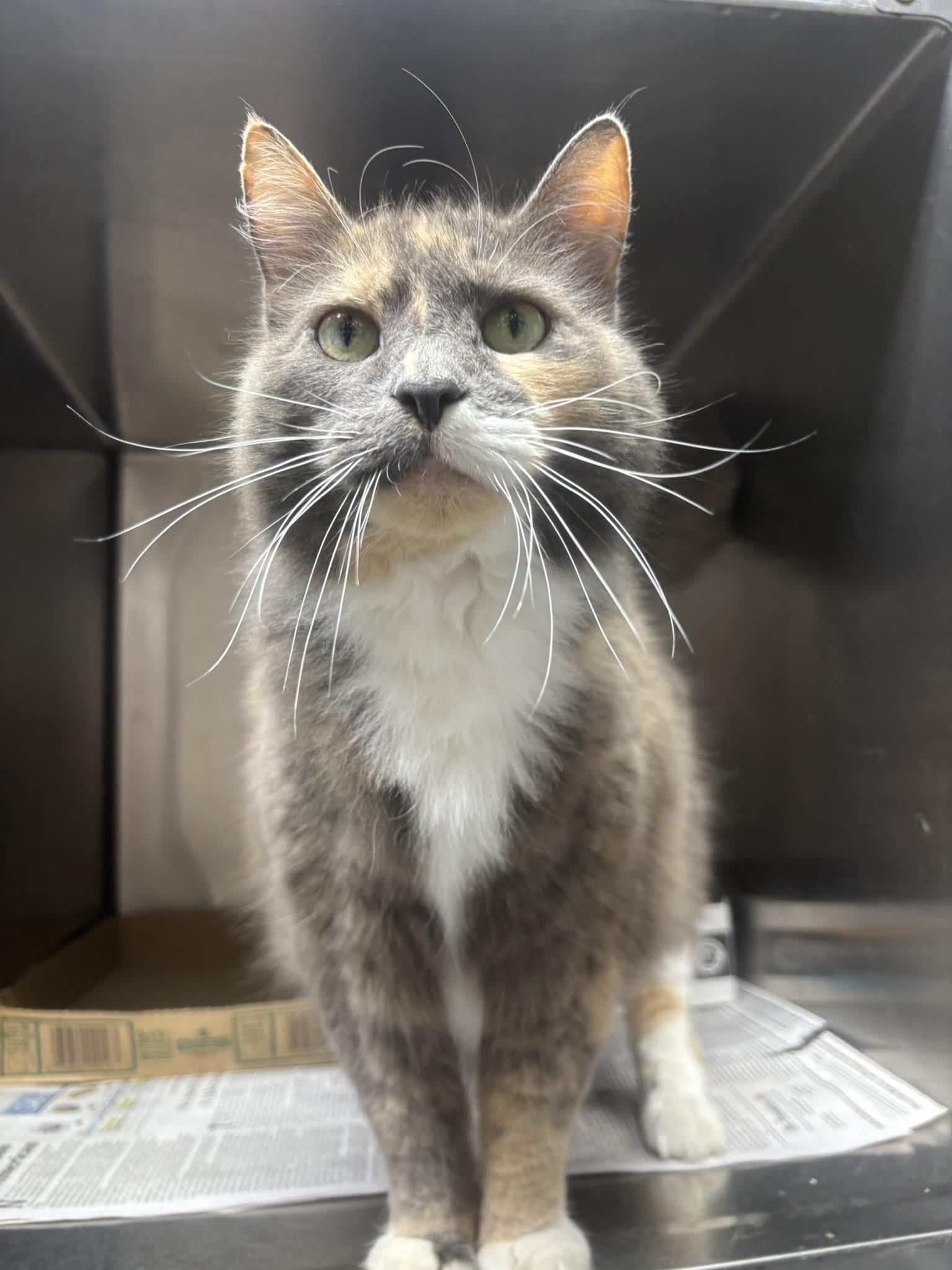 Jenny, adoptable, Senior Female Domestic Long Hair & Dilute Calico.