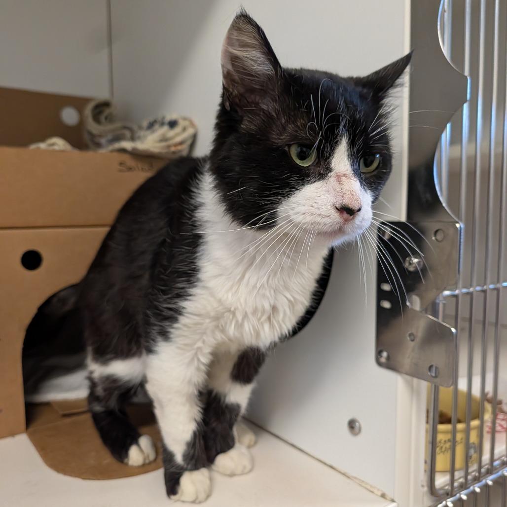 Enlarge Salad, a Adoptable Domestic Short Hair in Novelty, OH image 1/5