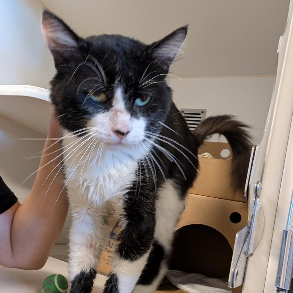 Enlarge Salad, a Adoptable Domestic Short Hair in Novelty, OH image 2/5