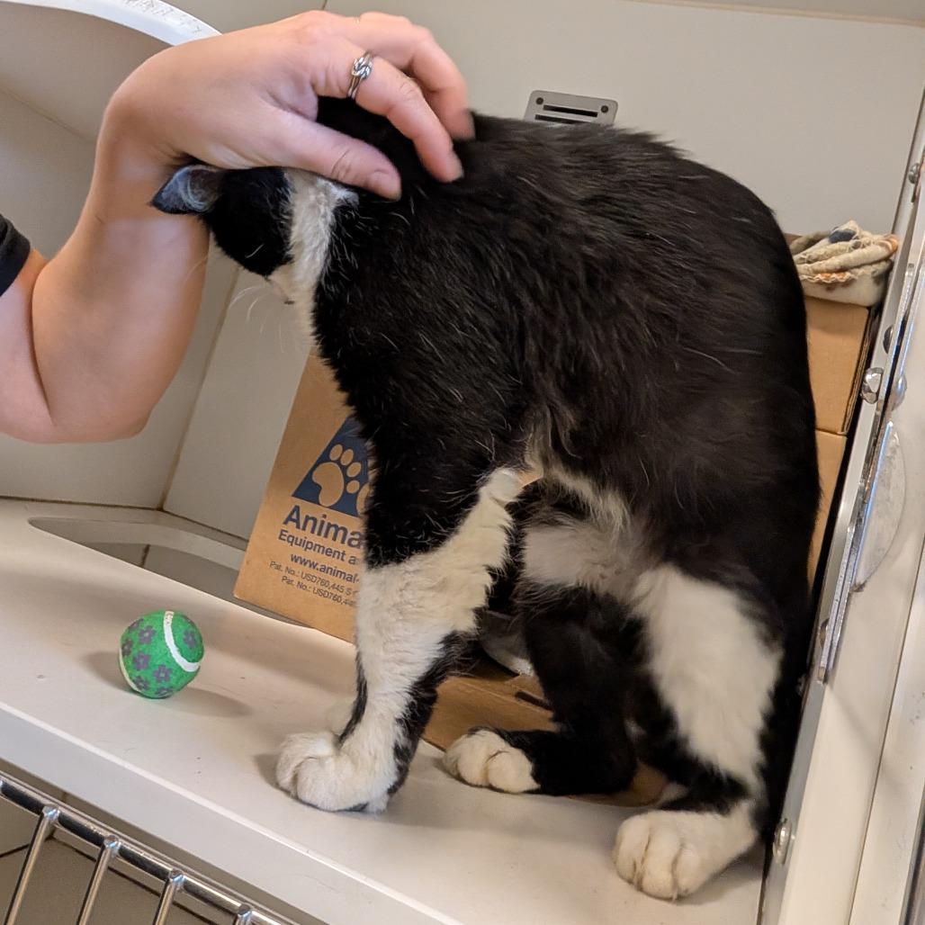Enlarge Salad, a Adoptable Domestic Short Hair in Novelty, OH image 3/5